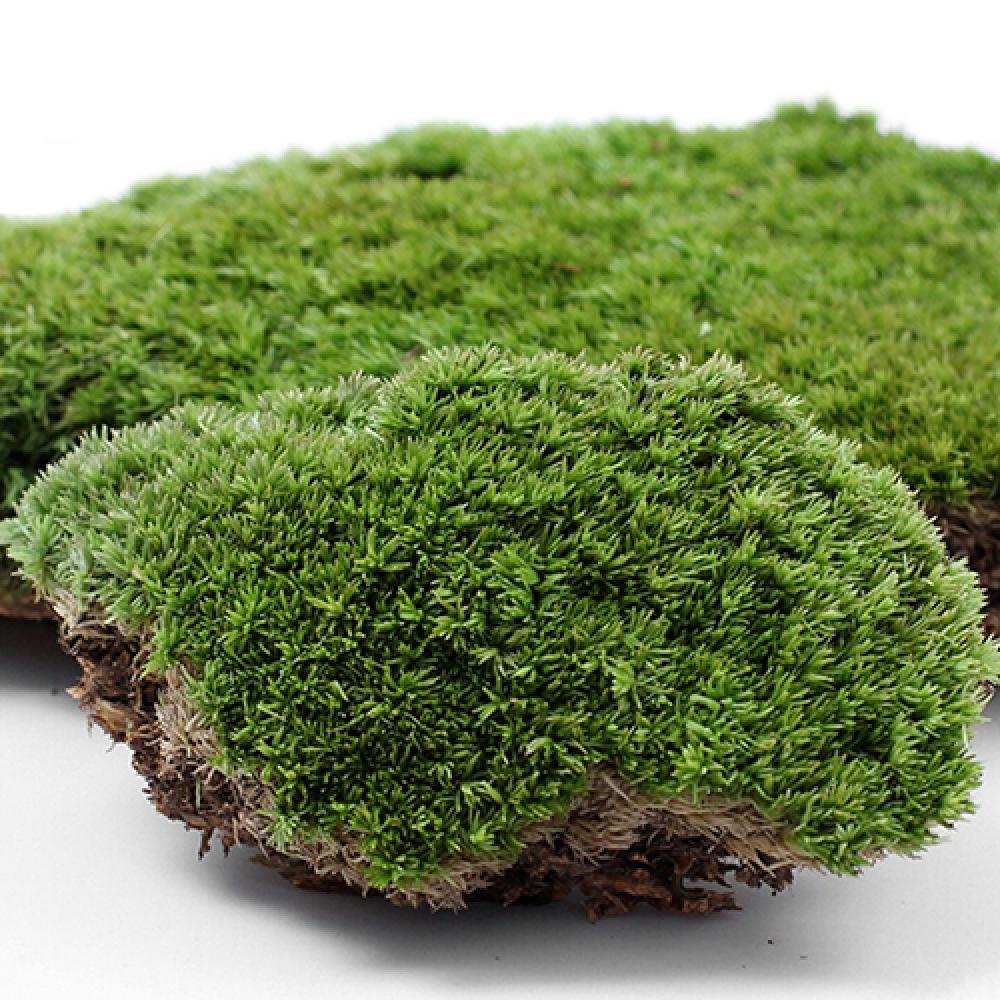 Terrarium Moss Art - Miniatur tanaman lumut rumput hijau buatan,