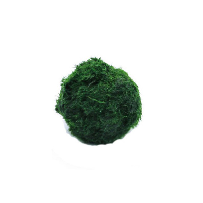 Terrarium Moss Art - Bola Lumut Marimo Tanaman Akuarium Hidup