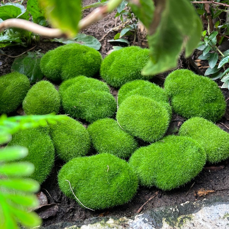 5/30 Buah Batu Lumut Simulasi  - Terrarium Moss Art ulasan dan harga