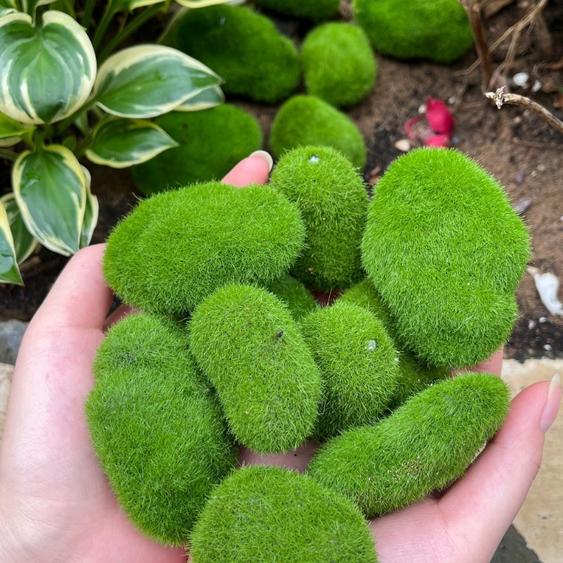 5/30 Buah Batu Lumut Simulasi  - Terrarium Moss Art ulasan dan harga