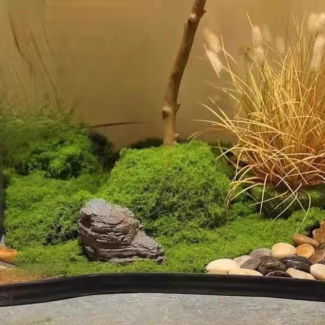 200G Rumput Lumut Kehidupan Ab - Terrarium Moss Art ulasan dan harga