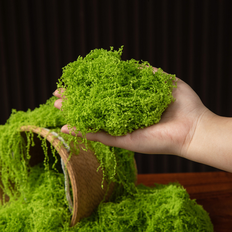 200G Rumput Lumut Kehidupan Ab - Terrarium Moss Art ulasan dan harga