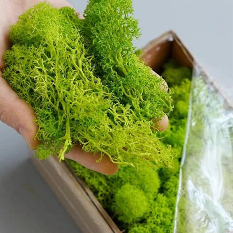 100/200/500G Lumut Kehidupan A - Terrarium Moss Art ulasan dan harga