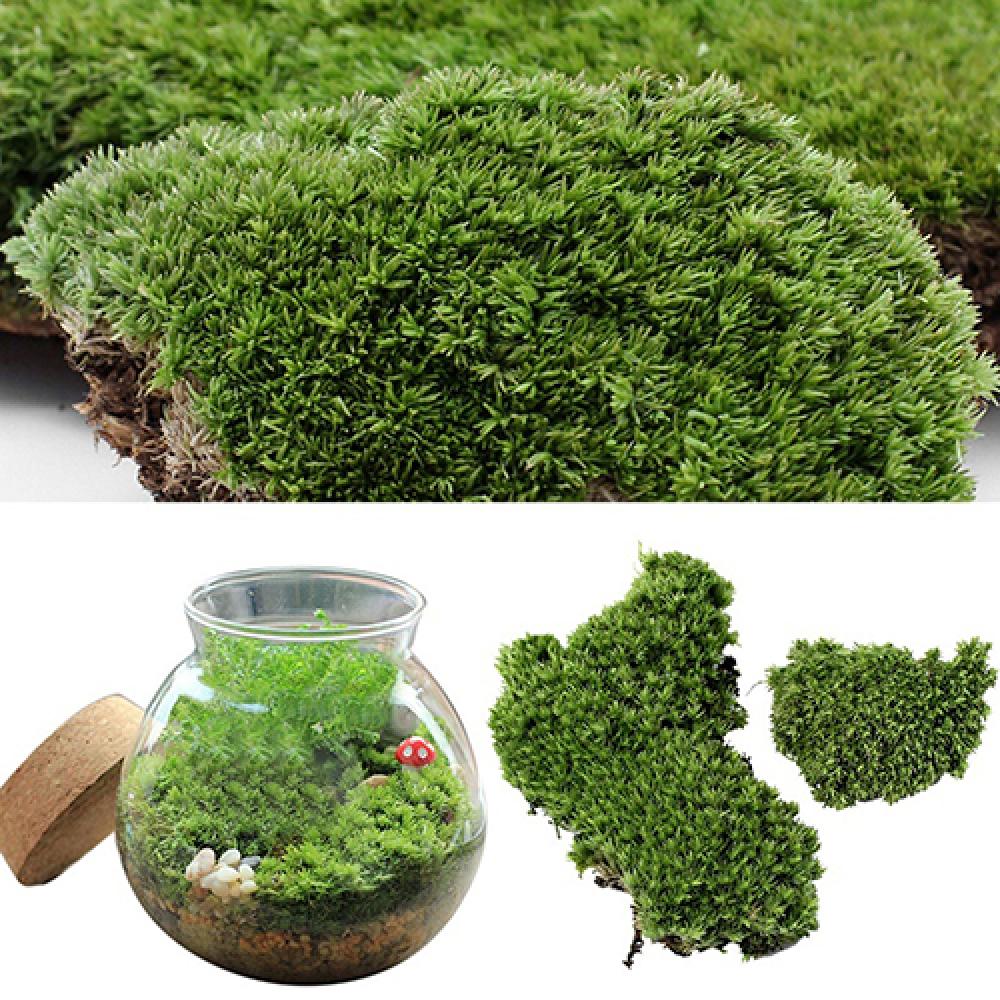 Miniatur tanaman lumut rumput  - Terrarium Moss Art ulasan dan harga