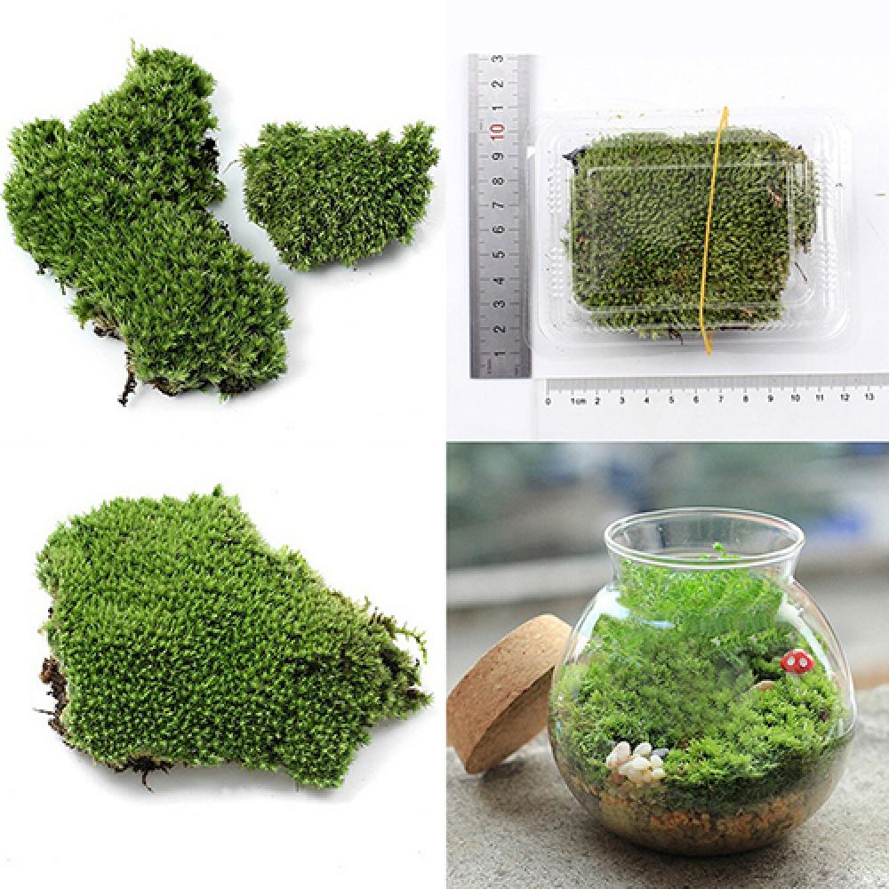 Miniatur tanaman lumut rumput  - Terrarium Moss Art ulasan dan harga