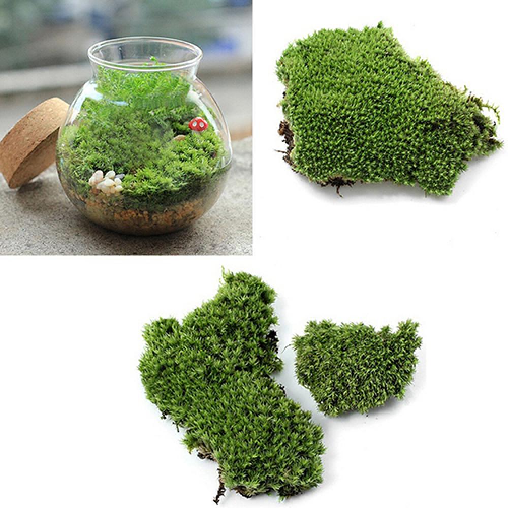 Miniatur tanaman lumut rumput  - Terrarium Moss Art ulasan dan harga