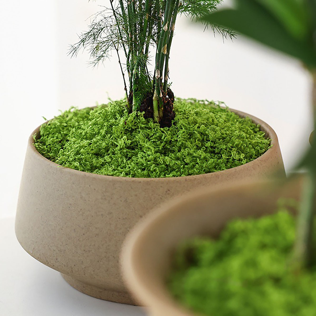 Sekitar 20g Tanaman Hijau Buat - Terrarium Moss Art ulasan dan harga