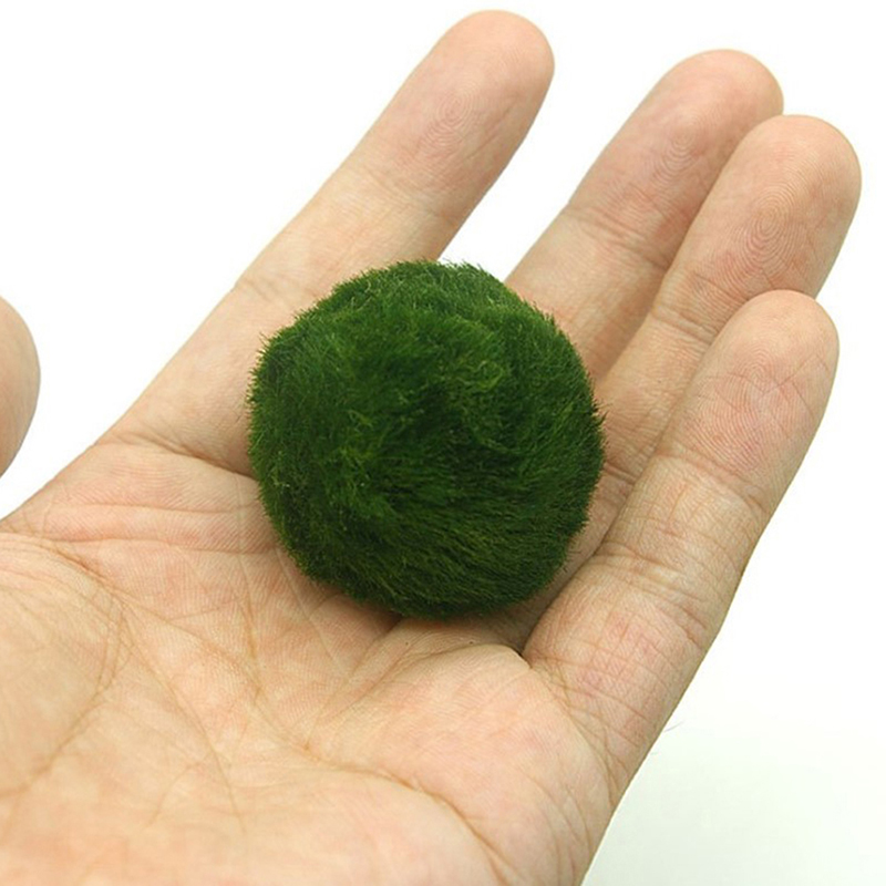 Bola Lumut Marimo Tanaman Akua - Terrarium Moss Art ulasan dan harga